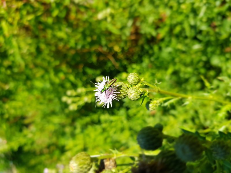 OEDEMERE NOBLE. Ils se nourrissent de fleurs et de pollen. Ils ont ainsi un rôle actif dans la pollinisation des fleurs. MURIEL GODET